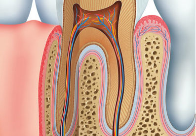 Root Canal Anatomy